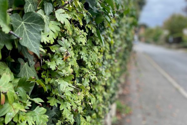 A nicely trimmed hedge!