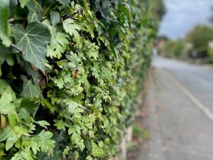 A nicely trimmed hedge!